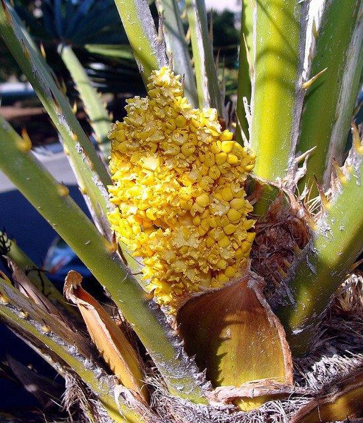 Chamaerops humilis