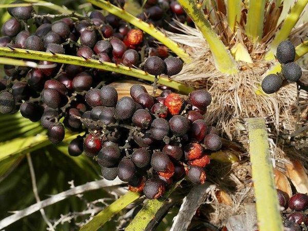 Chamaerops humilis