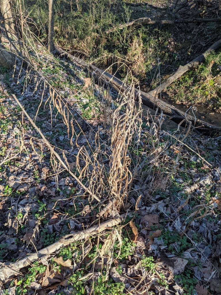 Chasmanthium latifolium
