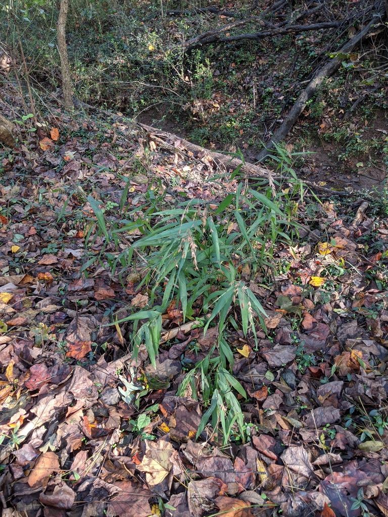 Chasmanthium latifolium