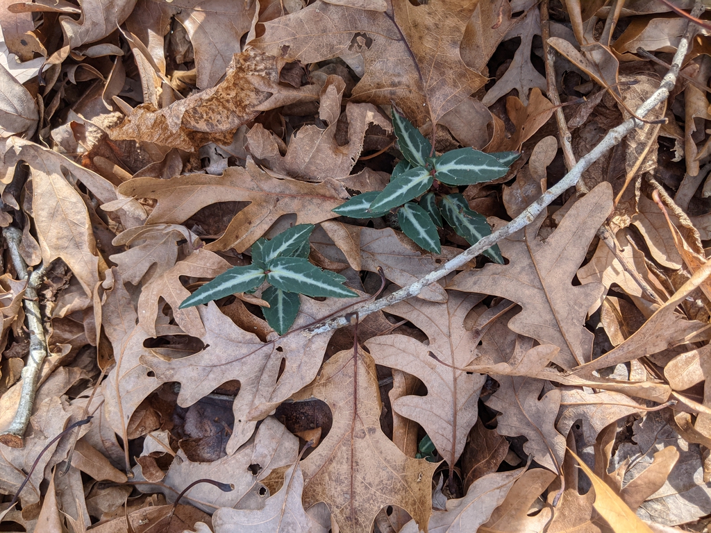 Chimaphila maculata