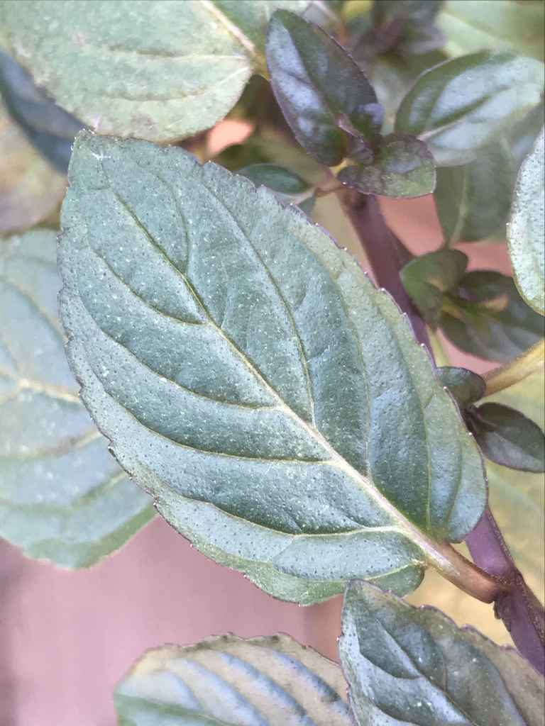 Leaf closeup