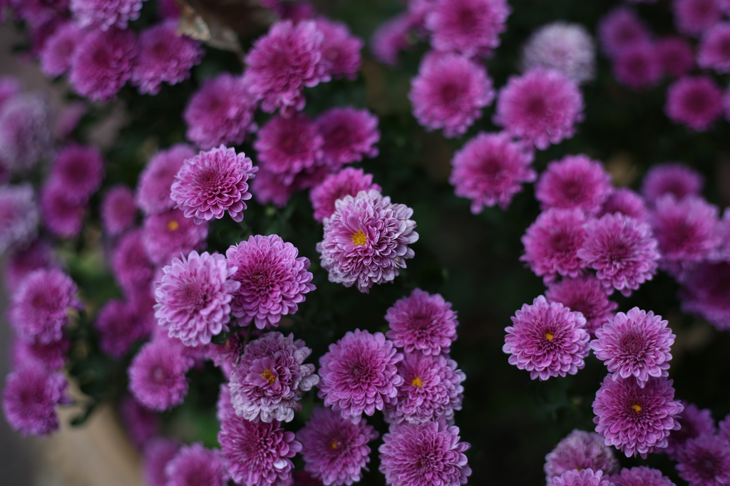 Chrysanthemum (Rubellum Group)
