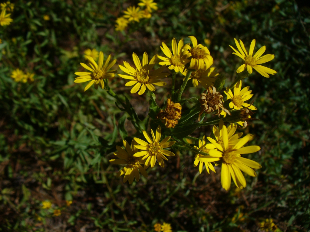 Chrysopsis mariana in the fall in Moore County