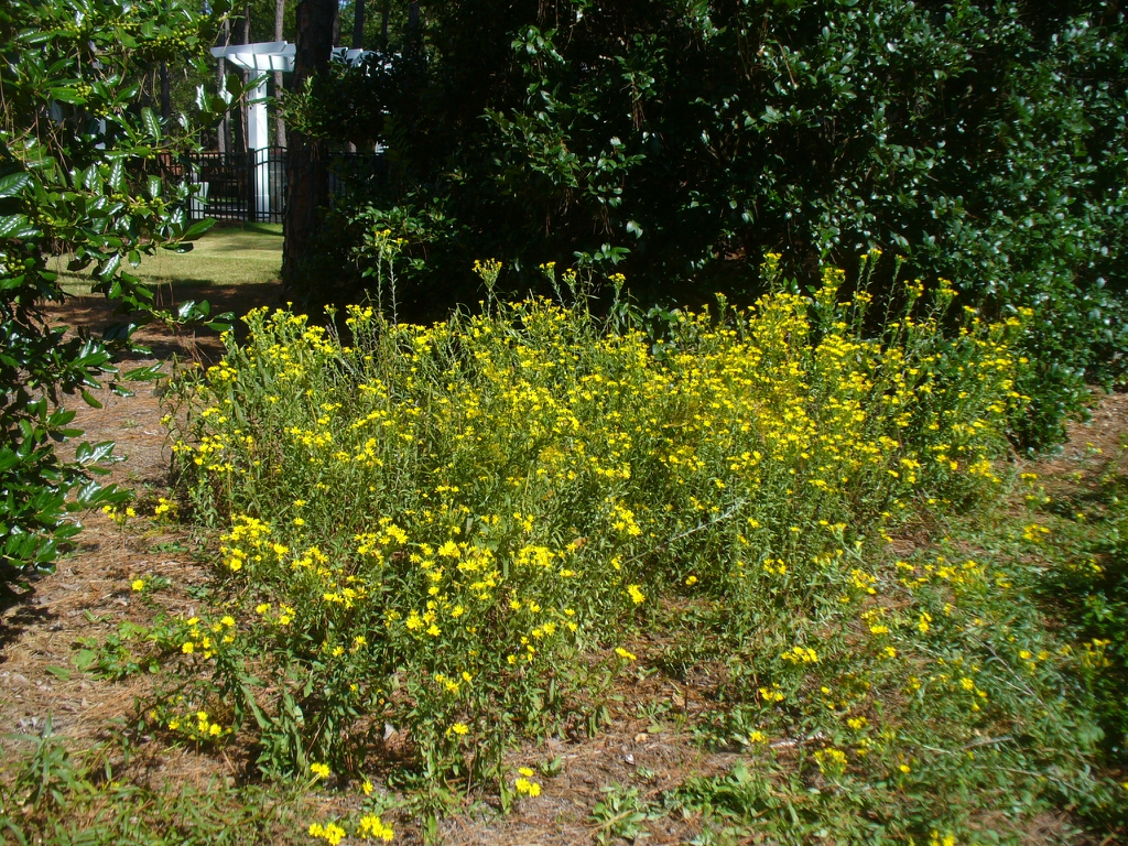 Chrysopsis mariana mass planting in the fall in Moore County