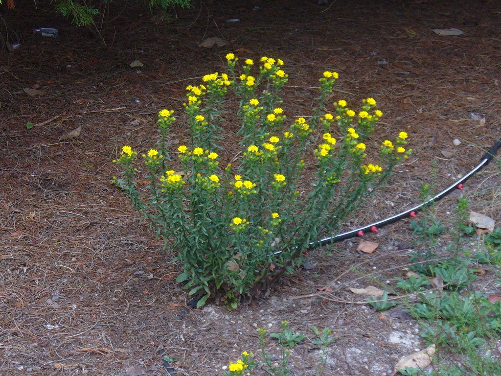 Chrysopsis mariana's form in the fall in Moore County