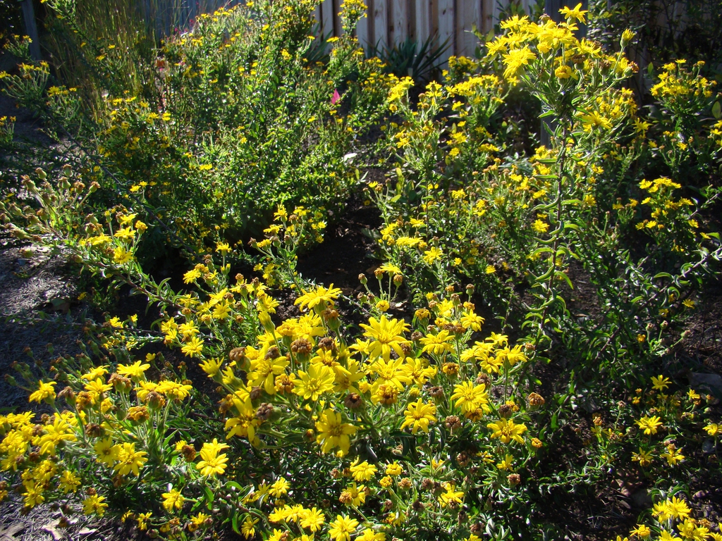 Chrysopsis mariana in the landscape in the fall in Moore County