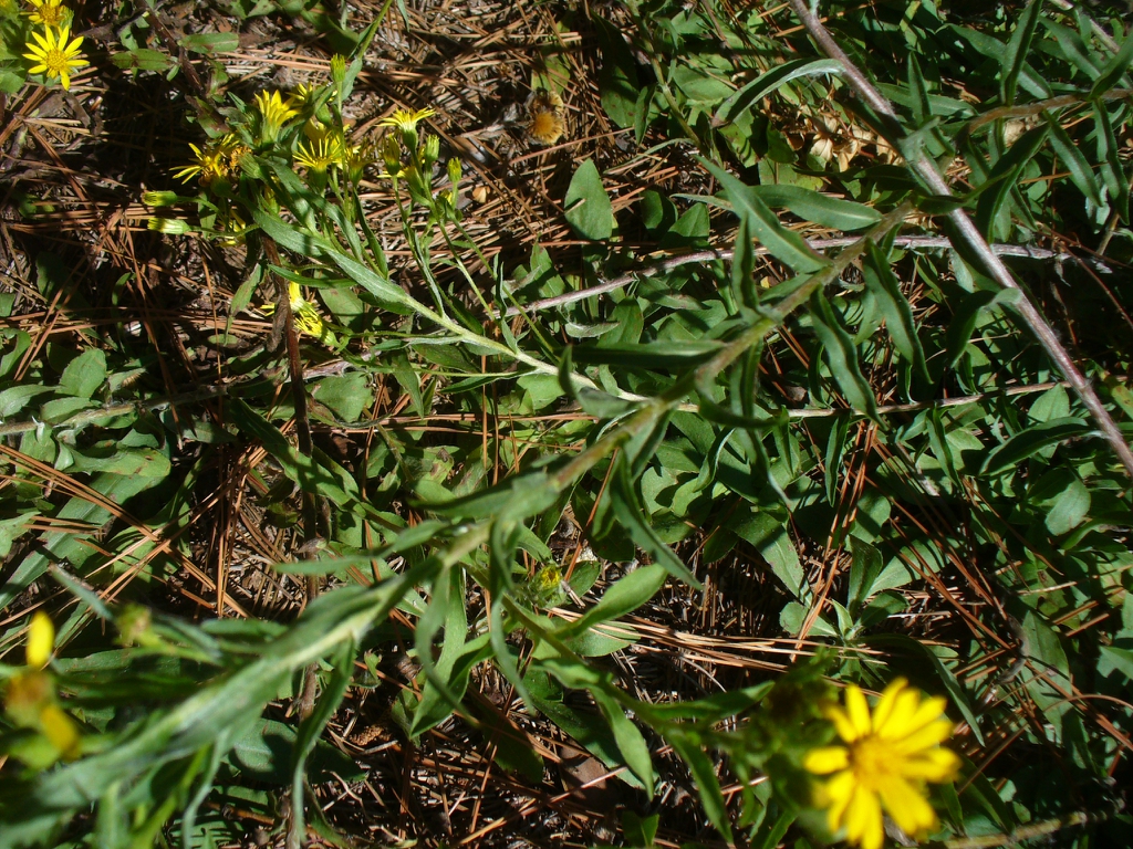 Chrysopsis mariana's leaves in the fall in Moore County
