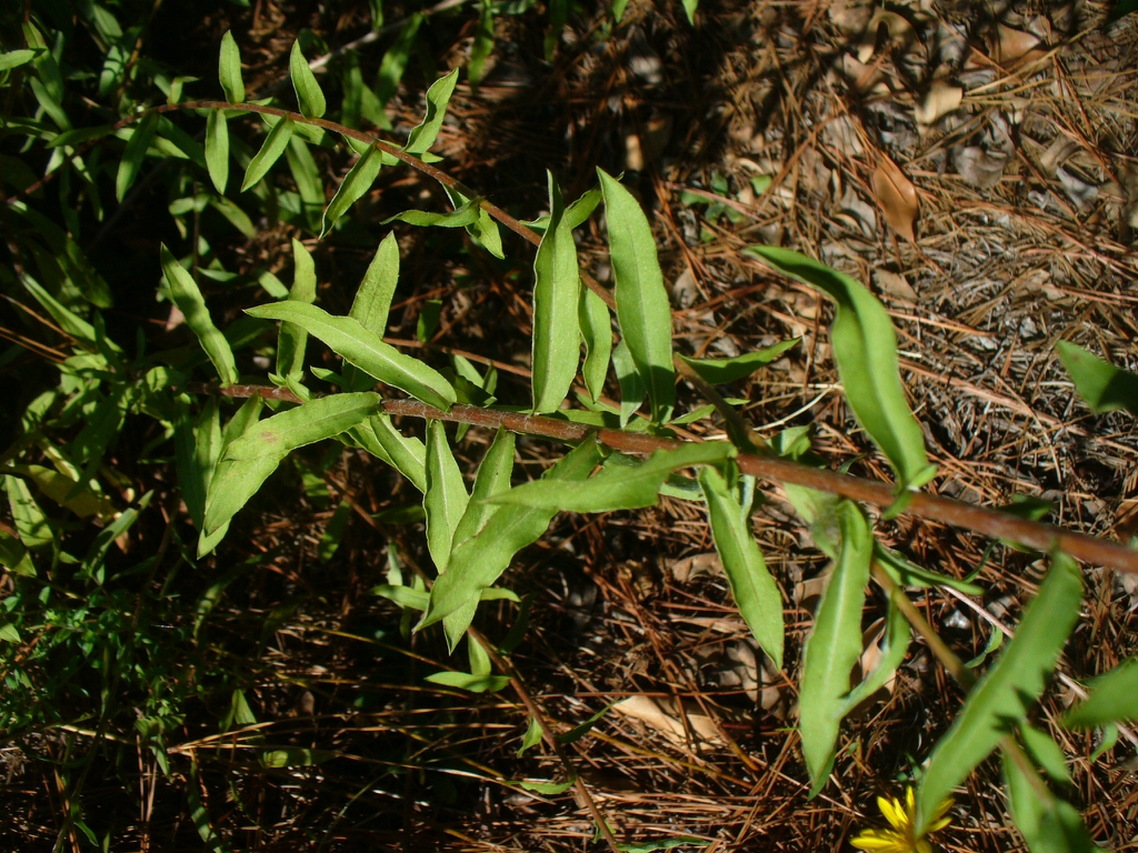 Chrysopsis mariana leaves in the summer in Moore County