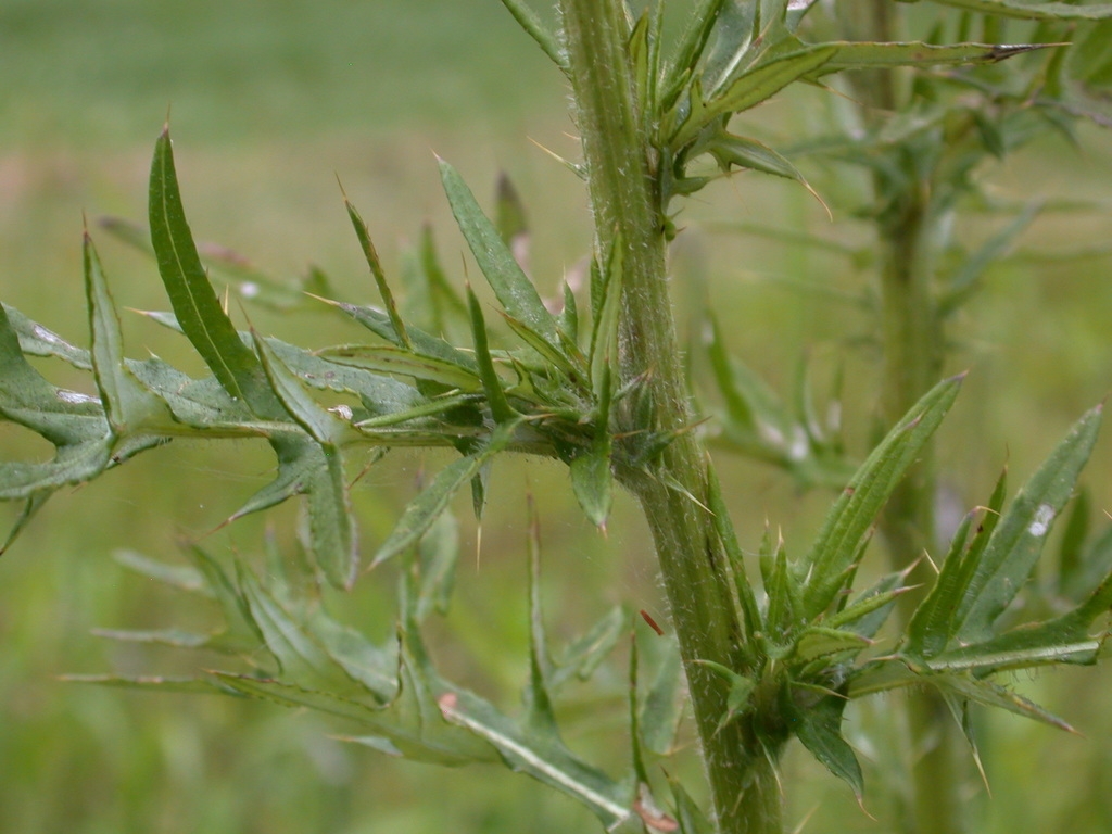 Stem and leaves