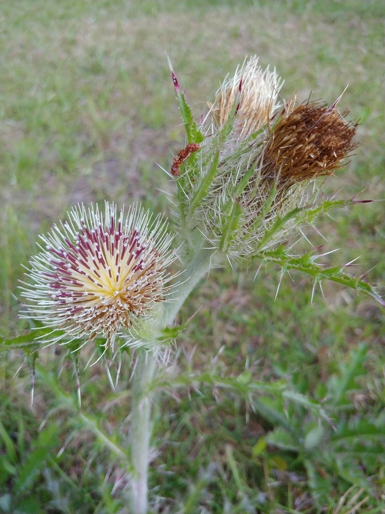 Yellow disc flowers atop the stems