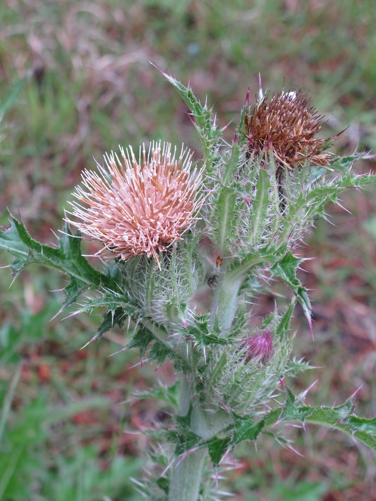 Whitish-yellow disc flowers atop the stems