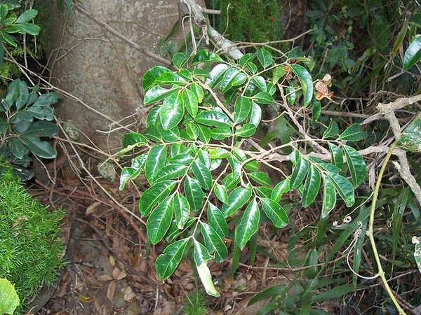 Cissus antarctica