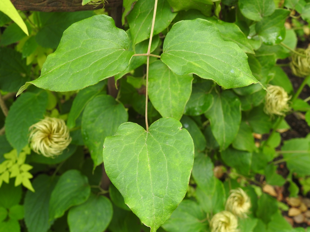 Clematis 'Moniuszko'