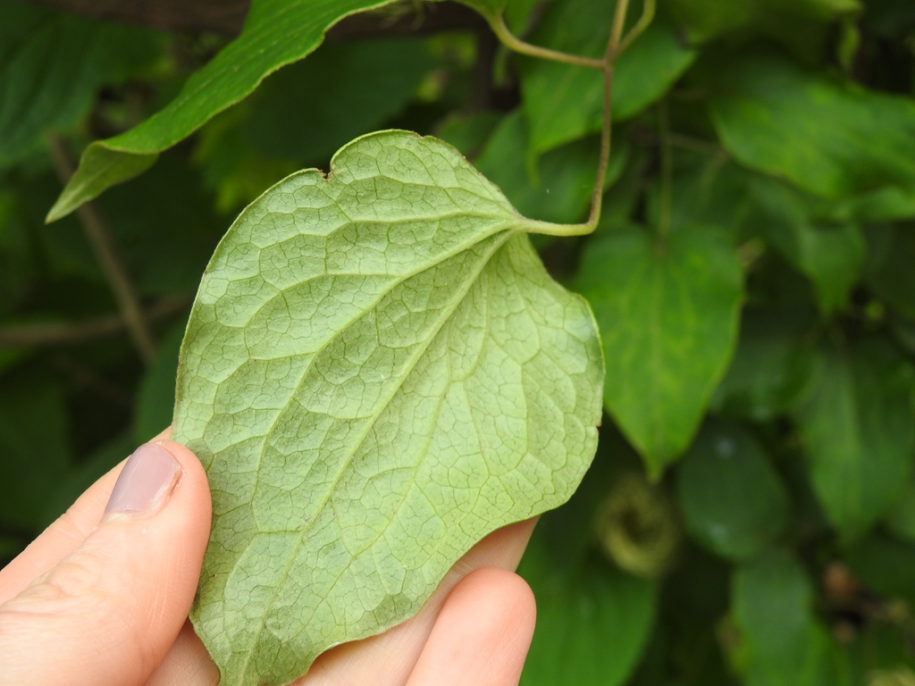 Clematis 'Moniuszko' back leaf