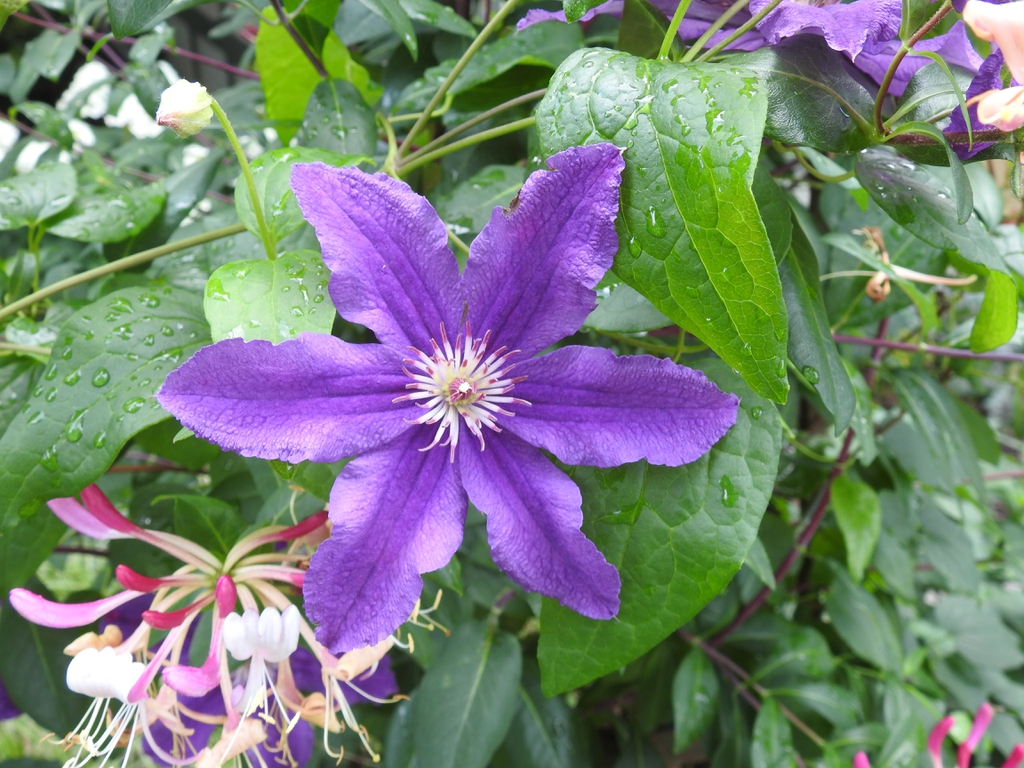 large purple flower