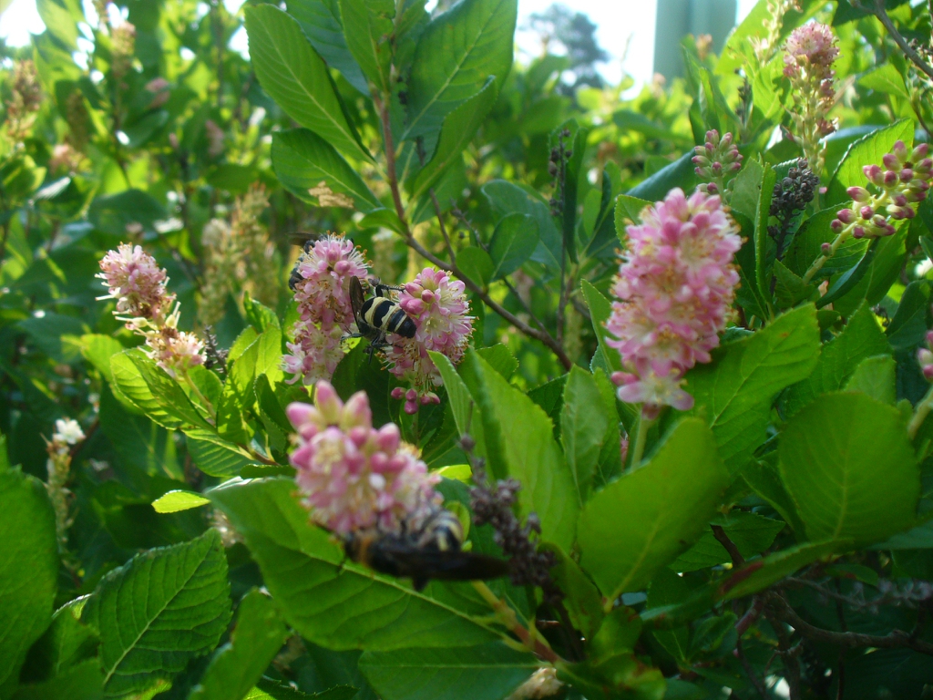 Wasps visiting spikes of pink flowers.