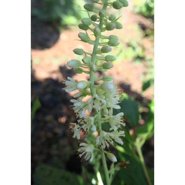 Spike of white flowers with exserted, red anthers