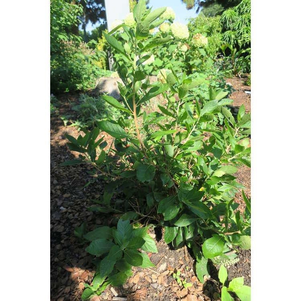 Shrub with alternate, green leaves.