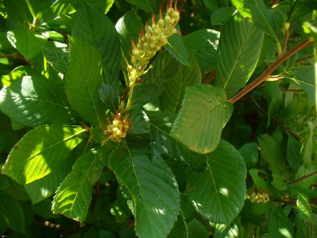 Pinnately veined, serrate leaves & spikes of green fruits