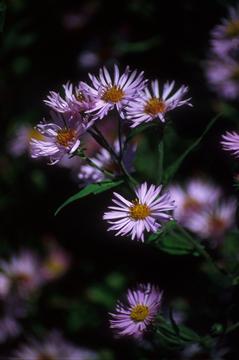 Aster carolinianus