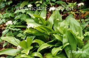 Clintonia umbellulata