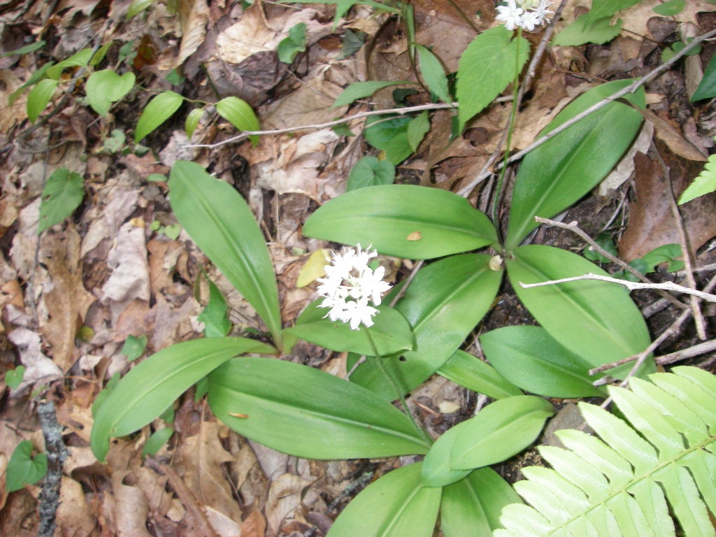 Flower and leaves