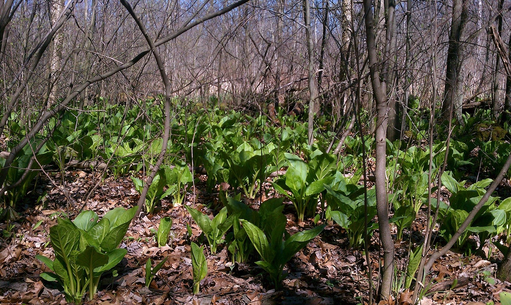 Symplocarpus foetidus