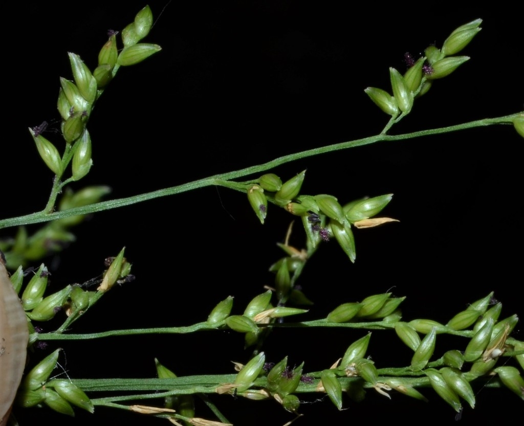 Beaked spikelets