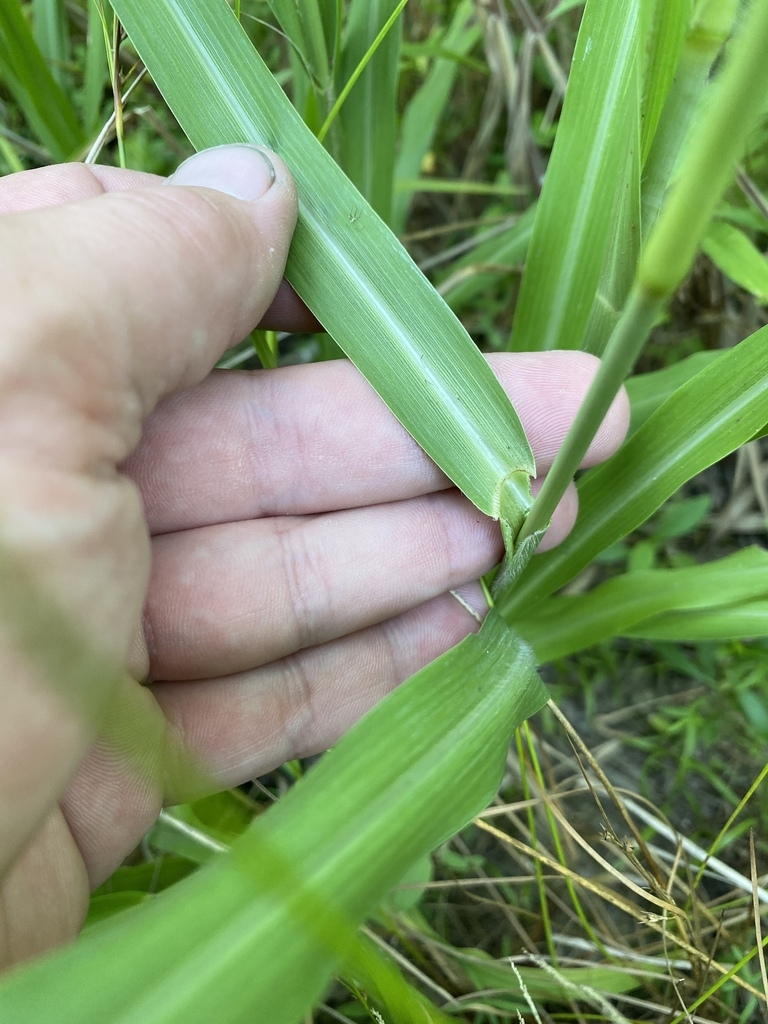 Leaves