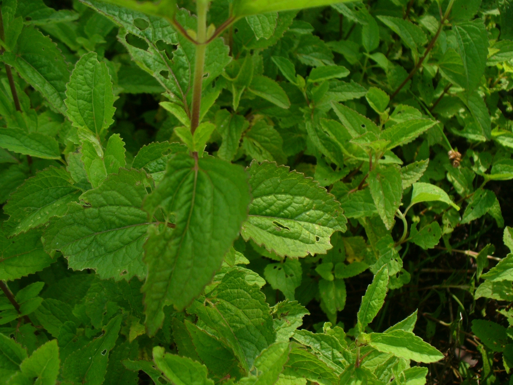 Conoclinium coelestinum in summer in Moore County