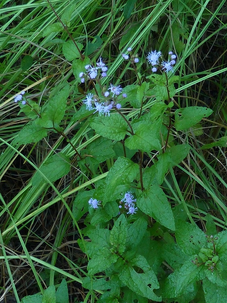 Conoclinium coelestinum