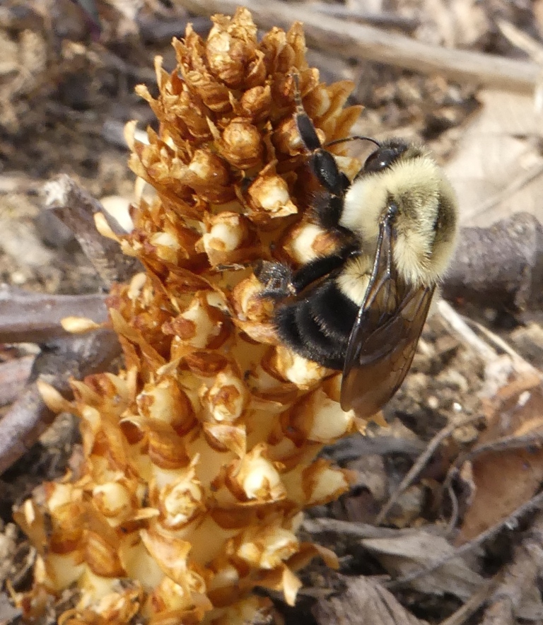 Early nectar source - April 11 - Haywood Co., NC