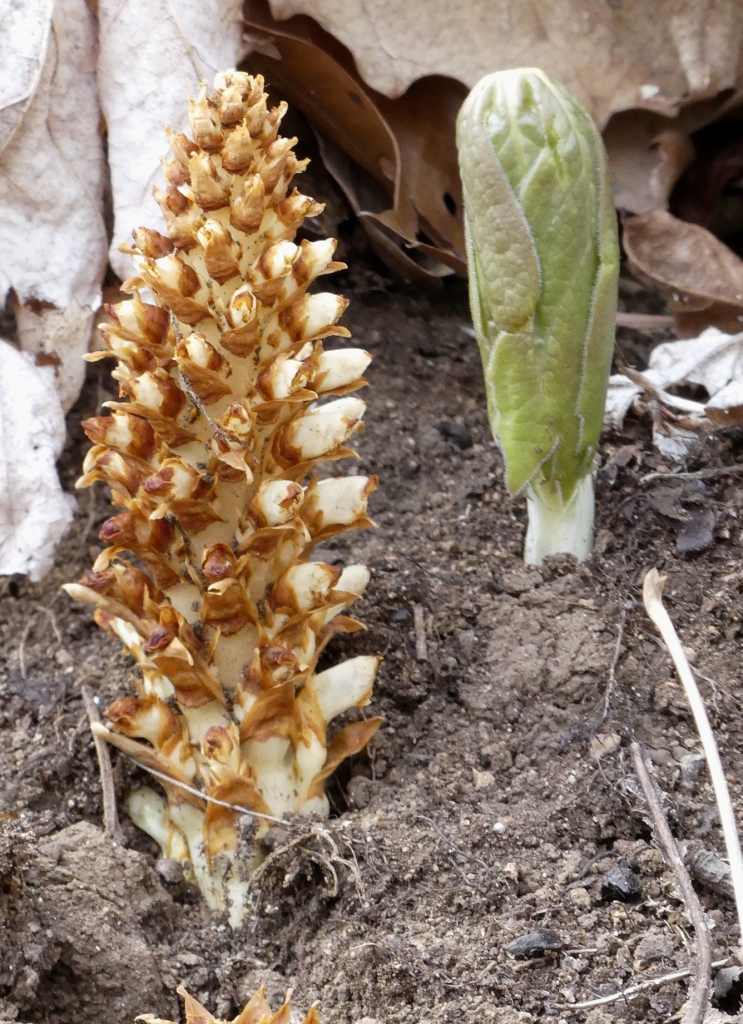 With Podophyllum peltatum - April 11- Haywood Co., NC