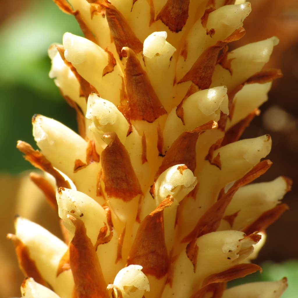 Bear corn