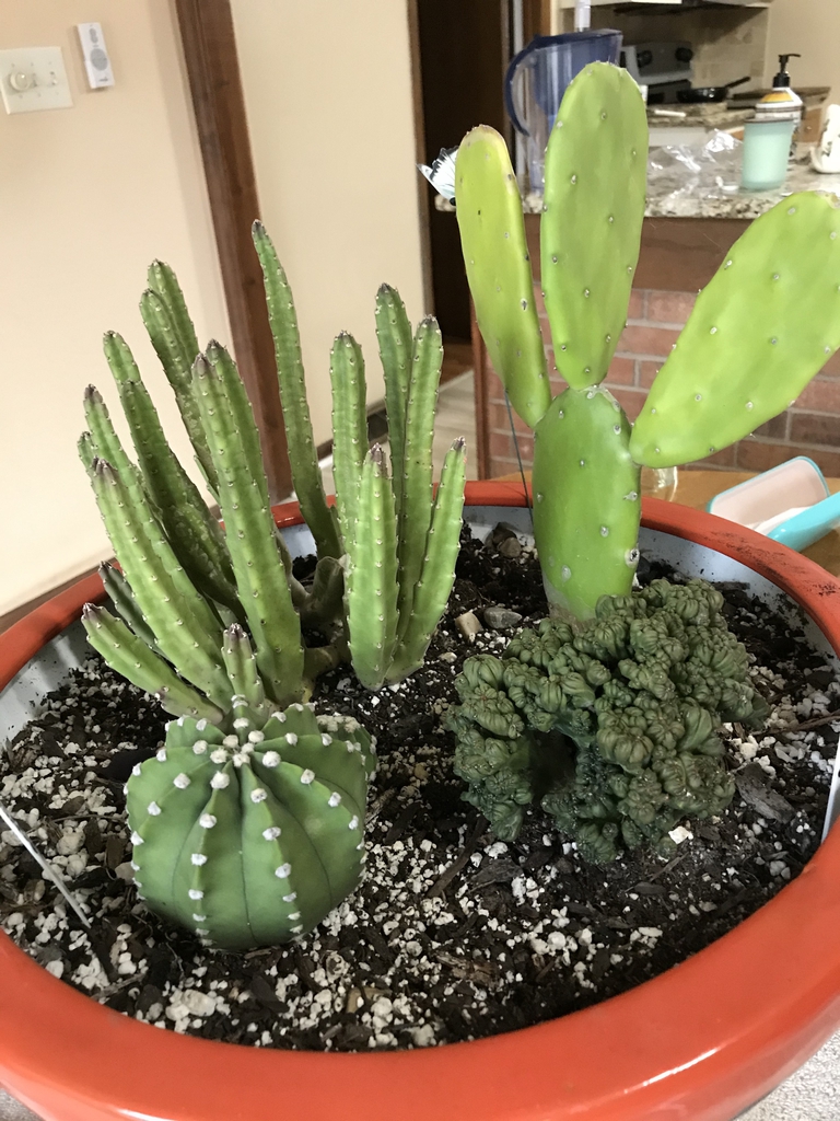 Grown in a succulent garden