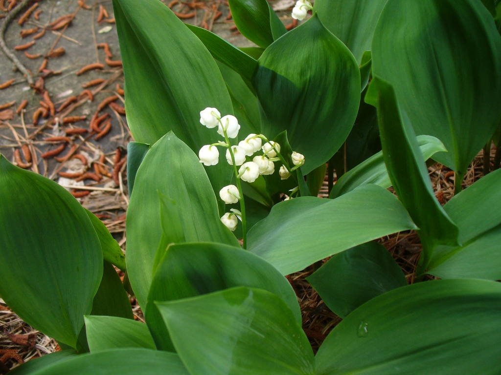 Convallaria majalis in spring with white flowers and green leave