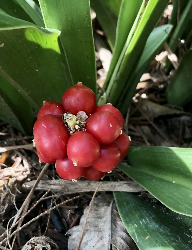 'Seiki no Homare' Winter Berries - February - Wake Co., NC