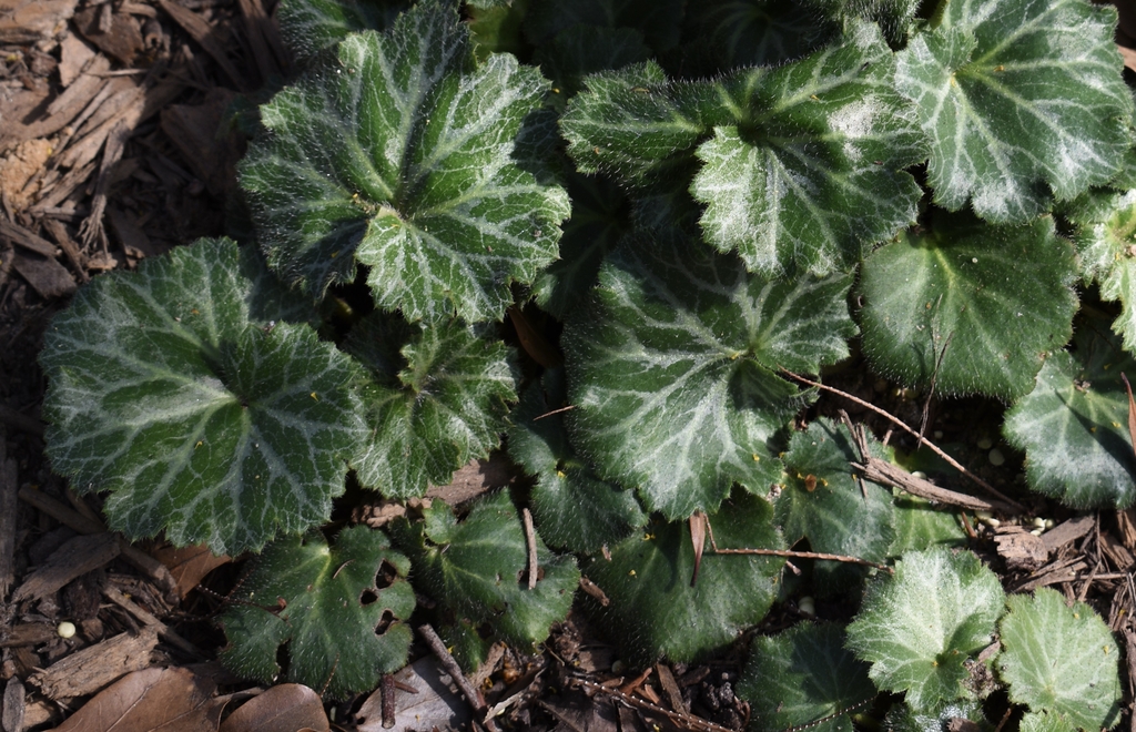 Leaves - Feb. 23 - Wake Co., NC