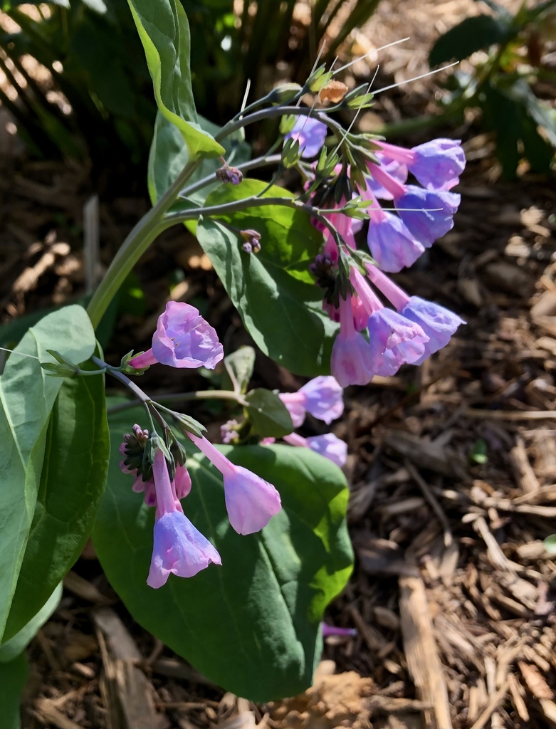 Flowers - February - Wake Co., NC