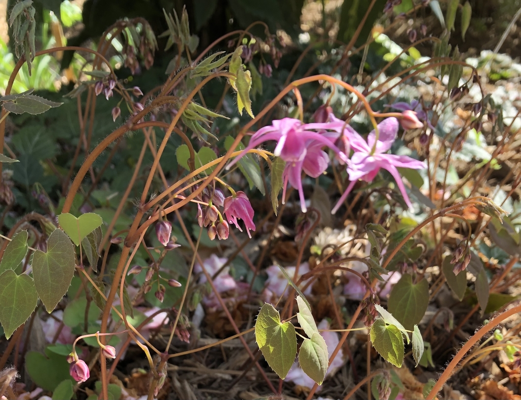 'Pretty in Pink' Leaves & Flowers - February - Wake Co., NC