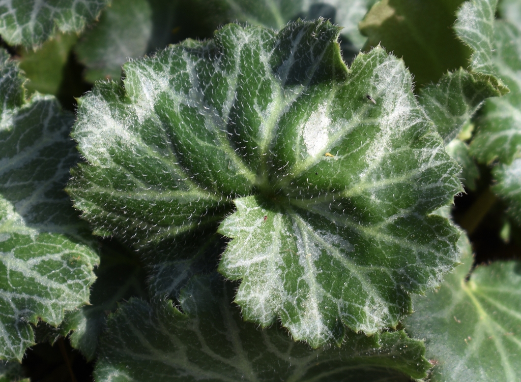 Leaves Close-up - Feb. 23 - Wake Co., NC
