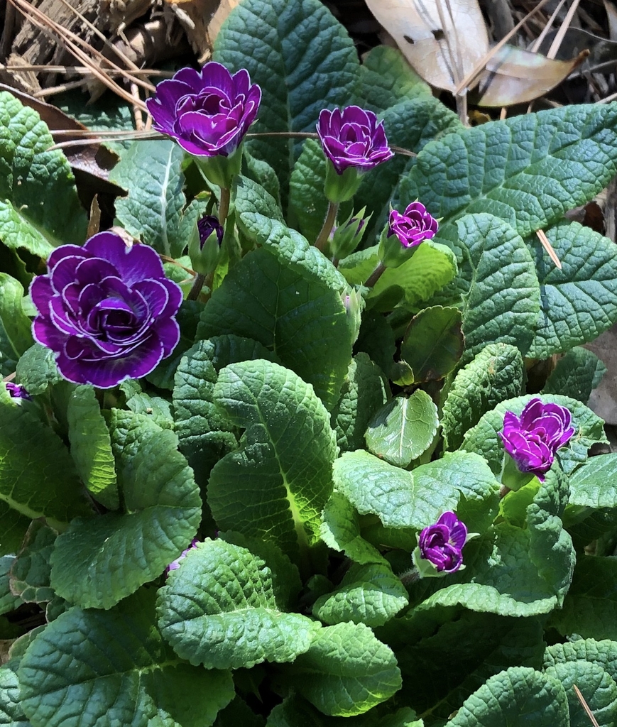 'Belarina Lively Lilac' Flower buds - February - Wake Co., NC