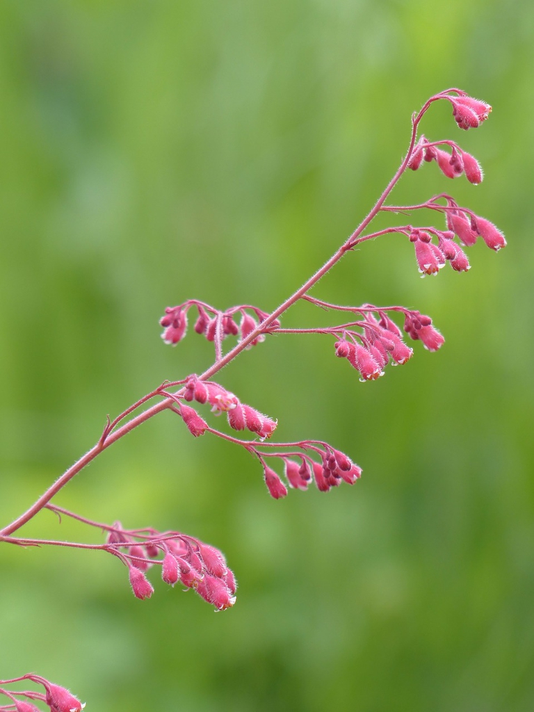 Pink stems bearing small, pink flowers with white petal lobes