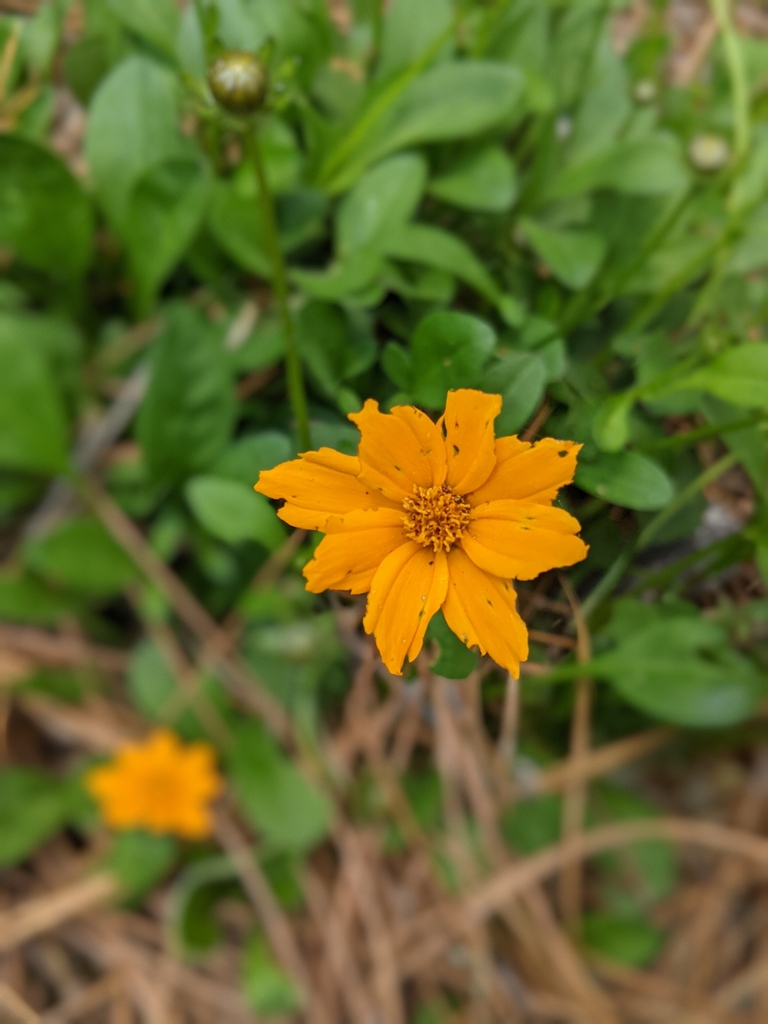 Form