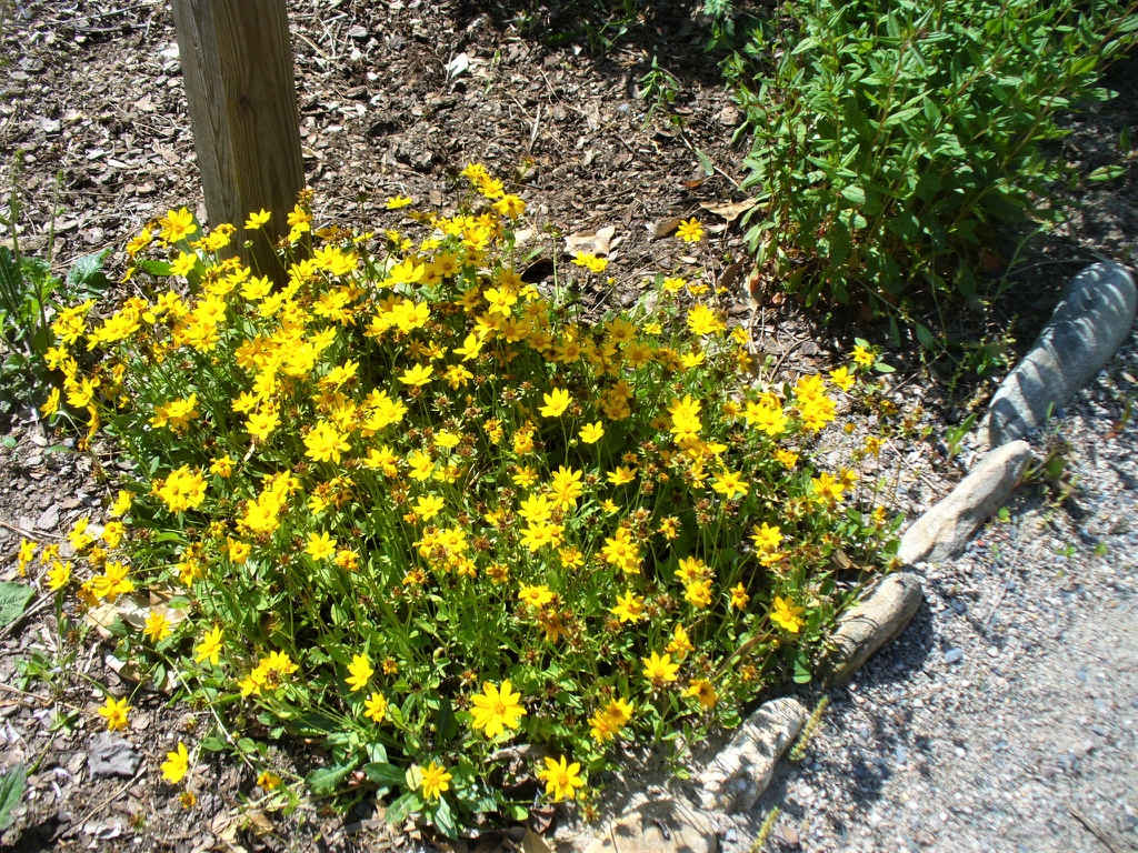 leaves and flowers in summer in Moore county