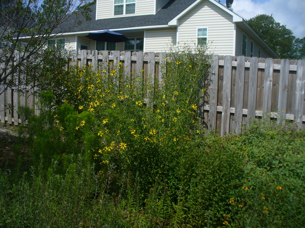 form in Moore County in summer