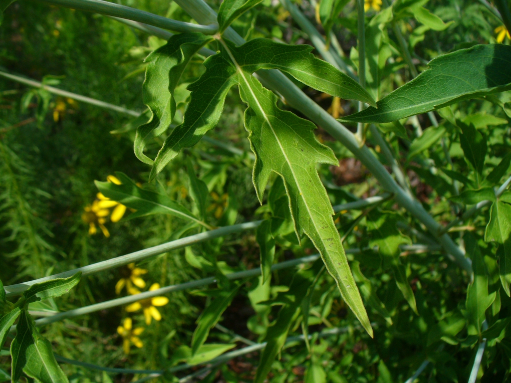 close up of leaf (summer in Moore county)