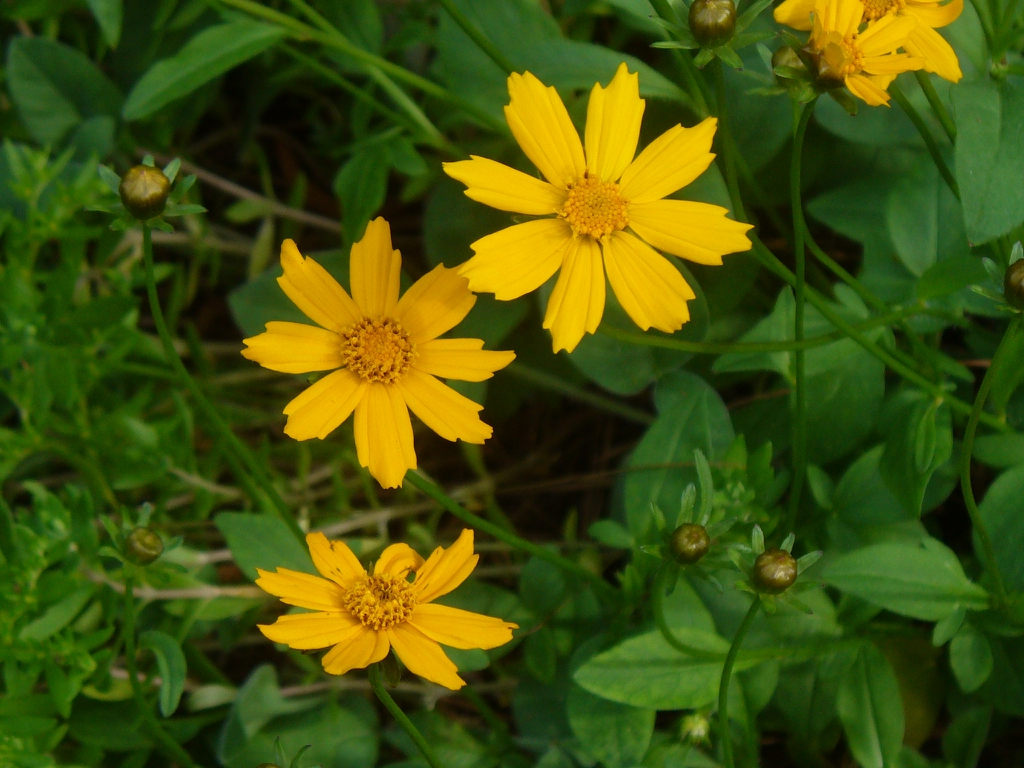 flowers in spring in Moore County