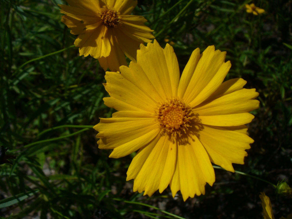close up of flower (in summer in Moore county)